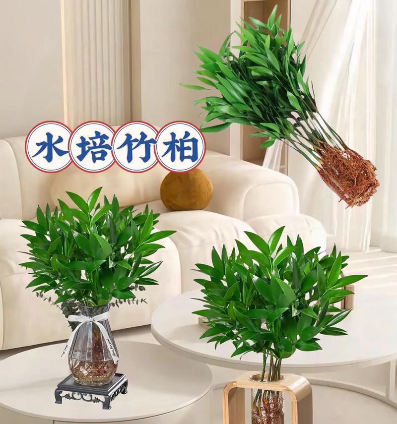 水养盆栽有哪些选择？如何正确养护水养盆栽？
