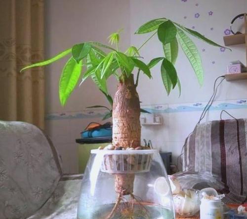 水养盆栽有哪些选择？如何正确养护水养盆栽？