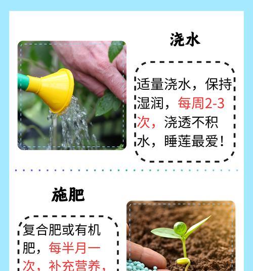 水浮莲的正确养护方法是什么？如何保持其生长旺盛？
