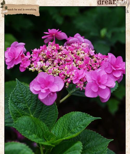 绣球花有什么寓意？绣球花的花语和象征意义是什么？