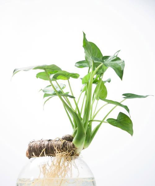 观音花的养殖方法和注意事项有哪些？