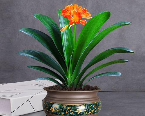 君子兰种植时应选择哪种花盆？