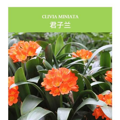 君子兰种植时应选择哪种花盆？