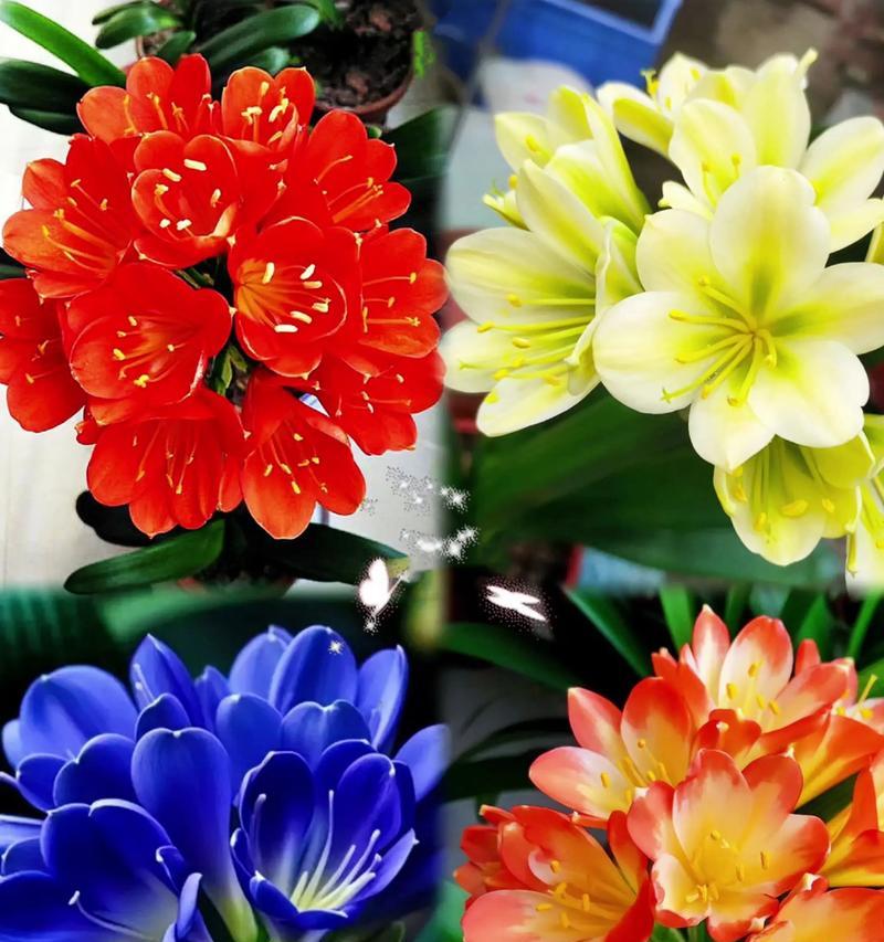君子兰种植时应选择哪种花盆？