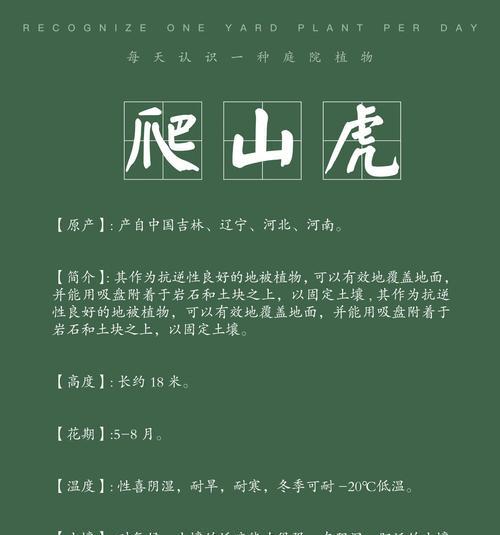 爬山虎哪种品种最好？种植和维护方法？
