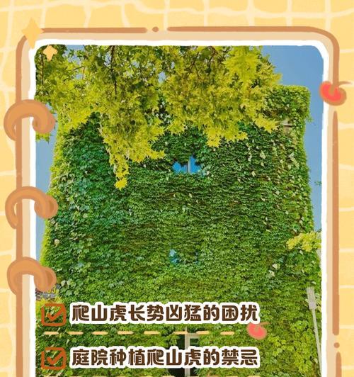 爬山虎哪种品种最好？种植和维护方法？