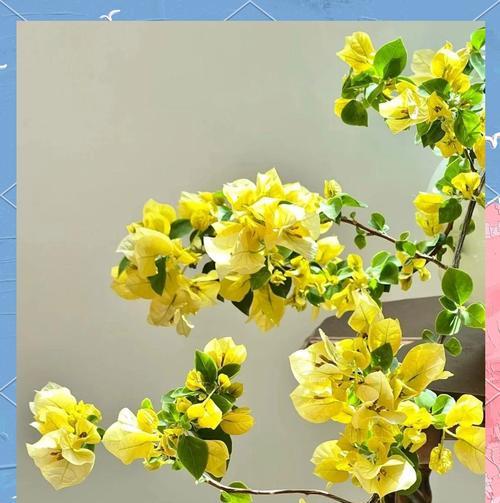 三角梅最贵的品种是什么？价格多少？
