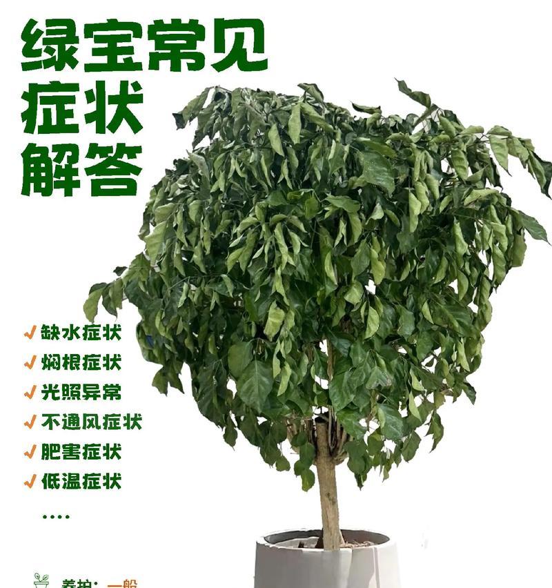幸福树叶片发黄的原因及处理方法？