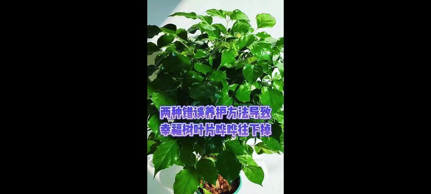 幸福树叶片发黄的原因及处理方法？