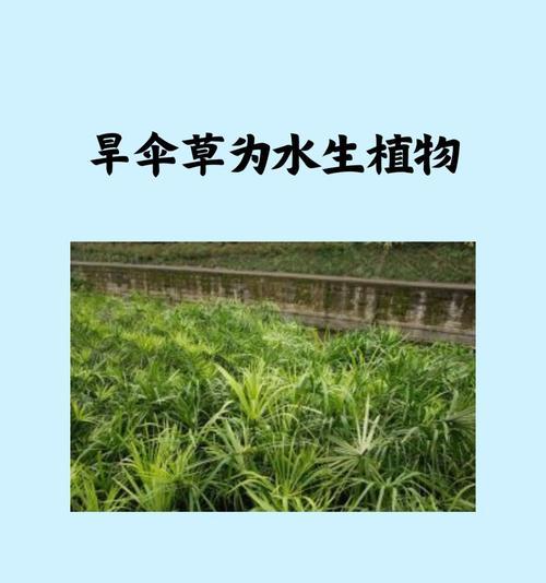 水棕竹的正确养护方法是什么？