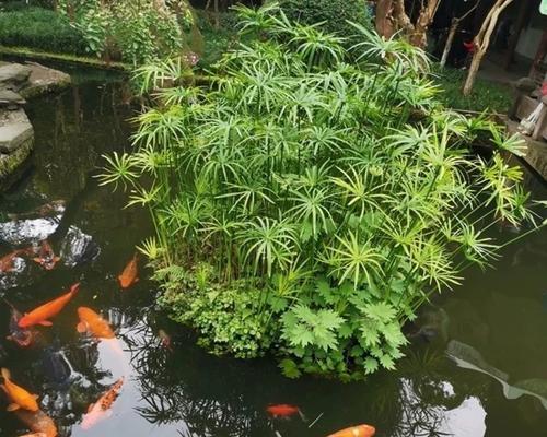 水棕竹的正确养护方法是什么？