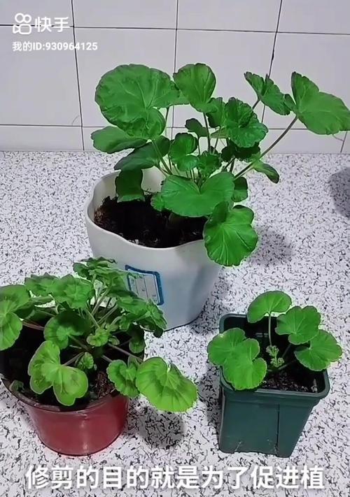 垂吊天竺葵的养殖技巧和注意事项有哪些？