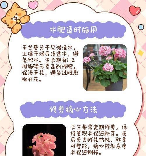 垂吊天竺葵的养殖技巧和注意事项有哪些？