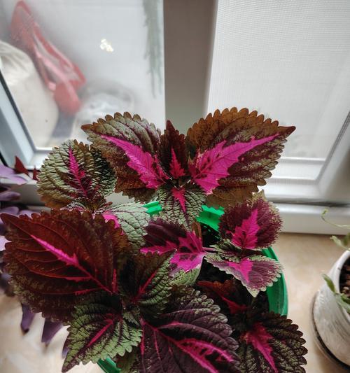 翡翠植物的养护要点是什么？如何防止叶片变黄？