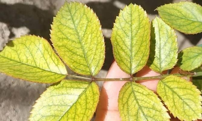 翡翠植物的养护要点是什么？如何防止叶片变黄？