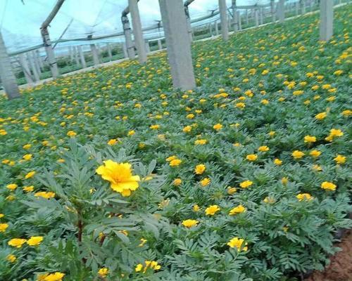 花苗有哪些品种？如何选择适合自己园艺的花苗品种？