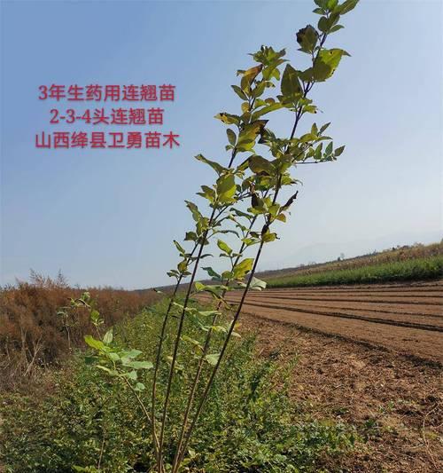 连翘的最佳栽培时间是什么时候？