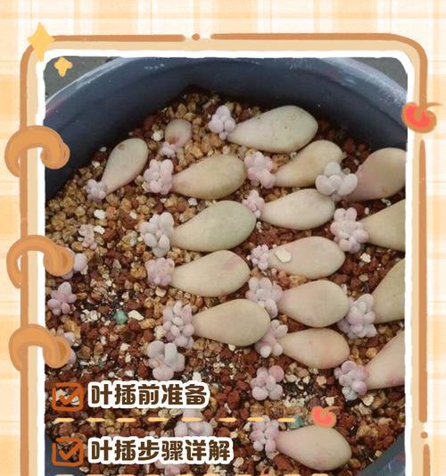 哪些植物用叶繁殖？如何进行叶插繁殖？
