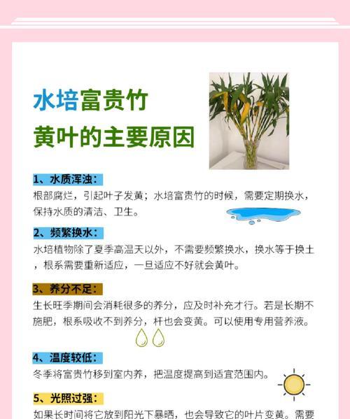 富贵竹叶子发黄原因及解决方法？如何处理富贵竹黄叶问题？