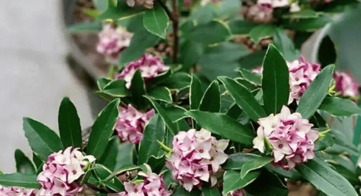 冬季适宜种植哪些花卉？冬季花卉养护要点是什么？
