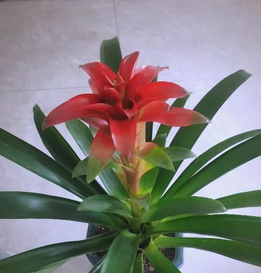 鸿运当头花的养殖要点是什么？如何促进其开花？