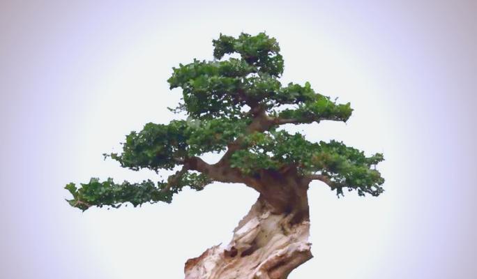 盆栽植物落叶的可能原因有哪些？