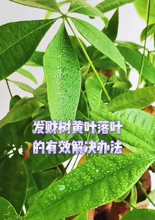 盆栽植物落叶的可能原因有哪些？