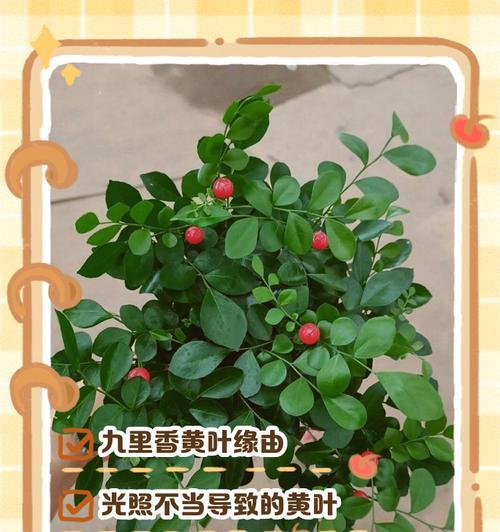 盆栽植物落叶的可能原因有哪些？