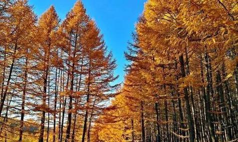 秋天适合种植哪些树种？秋季树木种植的注意事项是什么？