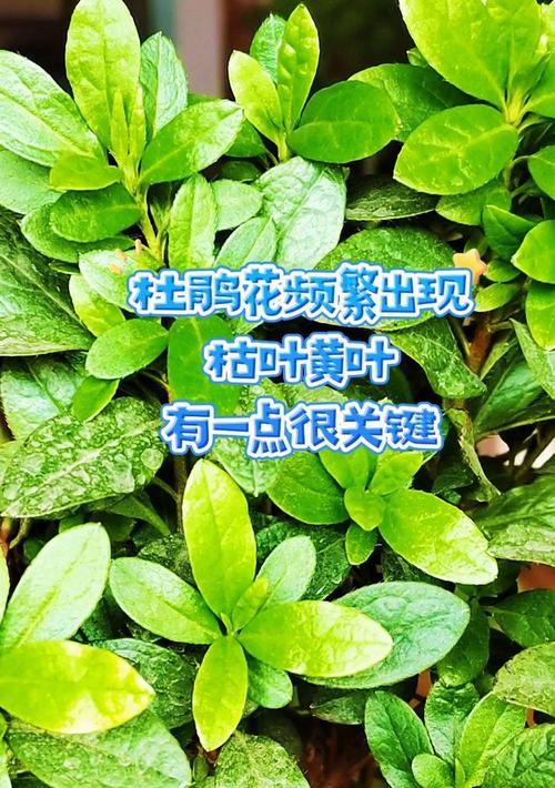 杜鹃花的养植技巧是什么？如何避免黄叶？