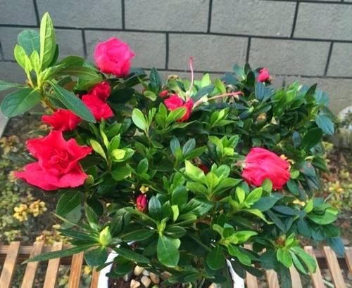 杜鹃花的养植技巧是什么？如何避免黄叶？