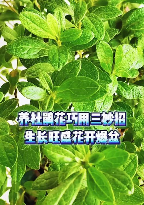杜鹃花的养植技巧是什么？如何避免黄叶？