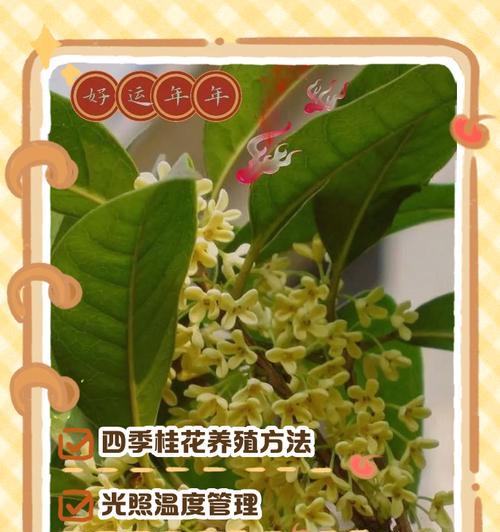 金桂的浇水方法是什么？
