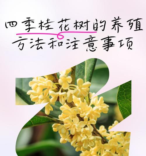 金桂的浇水方法是什么？