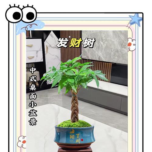 发财树的养殖技巧是什么？如何解决发财树生长缓慢的问题？