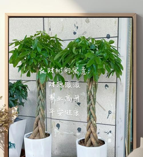发财树的养殖技巧是什么？如何解决发财树生长缓慢的问题？