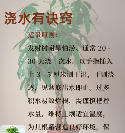 发财树的养殖技巧是什么？如何解决发财树生长缓慢的问题？
