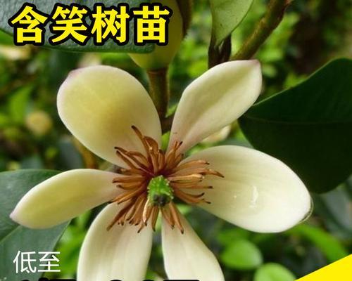 含笑花的养护要点是什么？