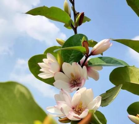 含笑花的养护要点是什么？