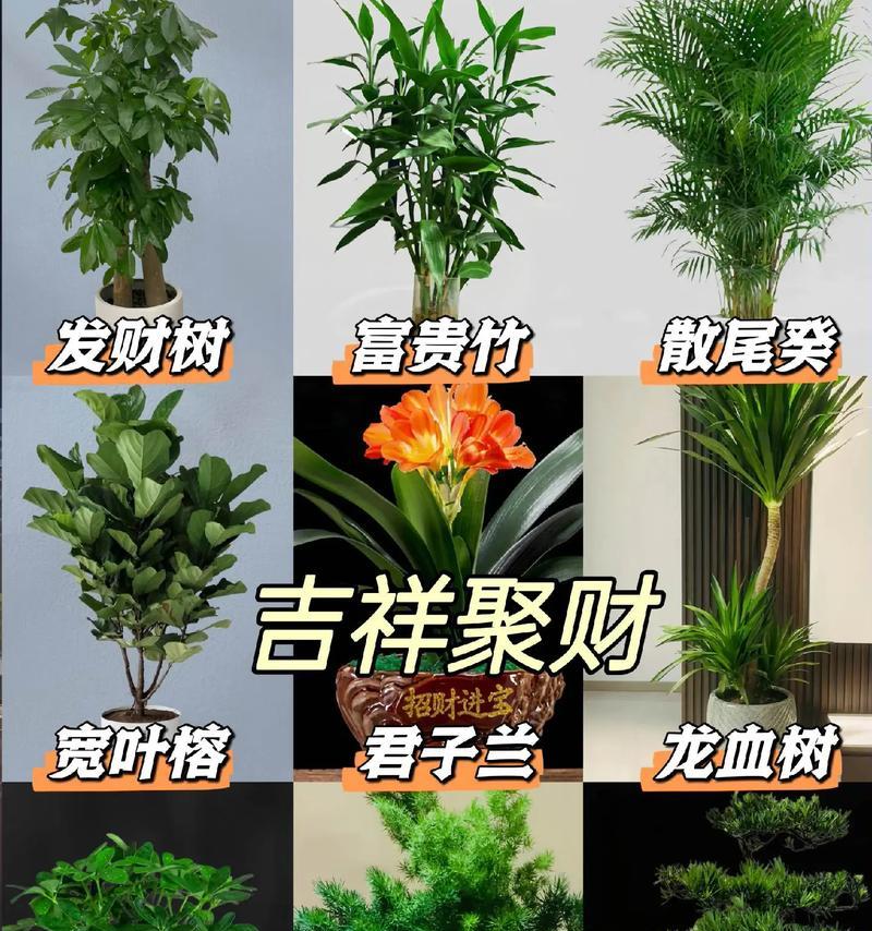 总裁办公室推荐摆放哪些绿植？