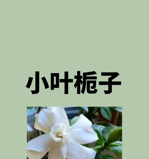 栀子花的别称有哪些？