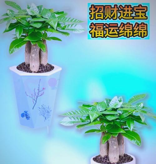 如何挑选优质的发财树？