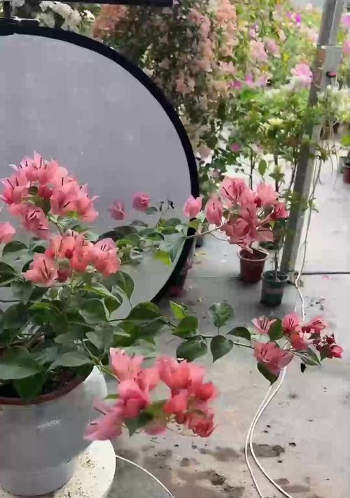 长生花的养护秘诀是什么？如何使其生长旺盛？