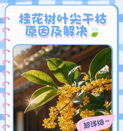 桂花叶子卷曲问题如何解决？