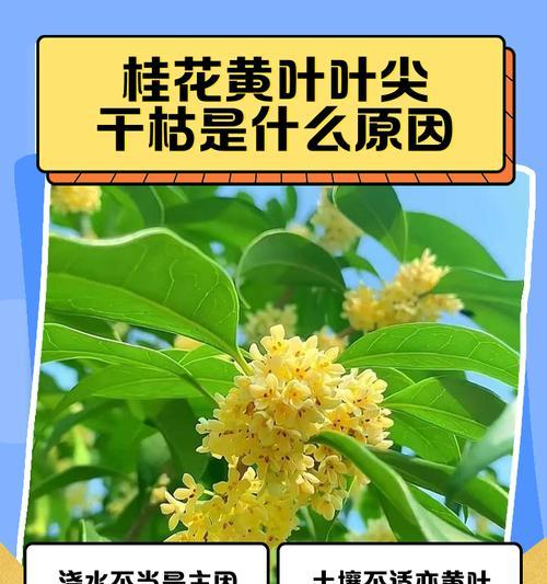 桂花叶子卷曲问题如何解决？