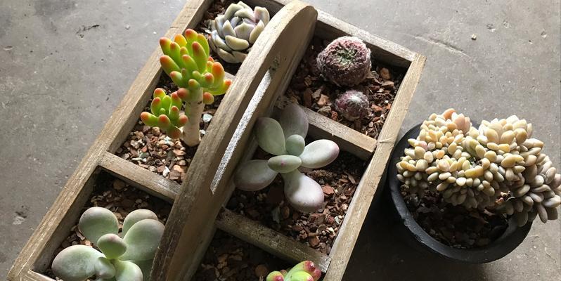 什么是卷娟？它的特点和生长习性是什么？