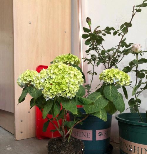 换花盆的步骤和注意事项有哪些？