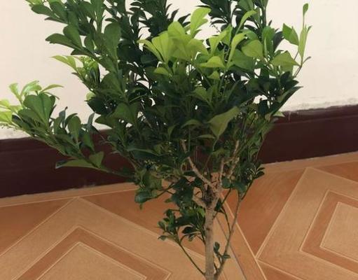 米兰花换盆的步骤和注意事项有哪些？