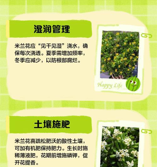 米兰花换盆的步骤和注意事项有哪些？