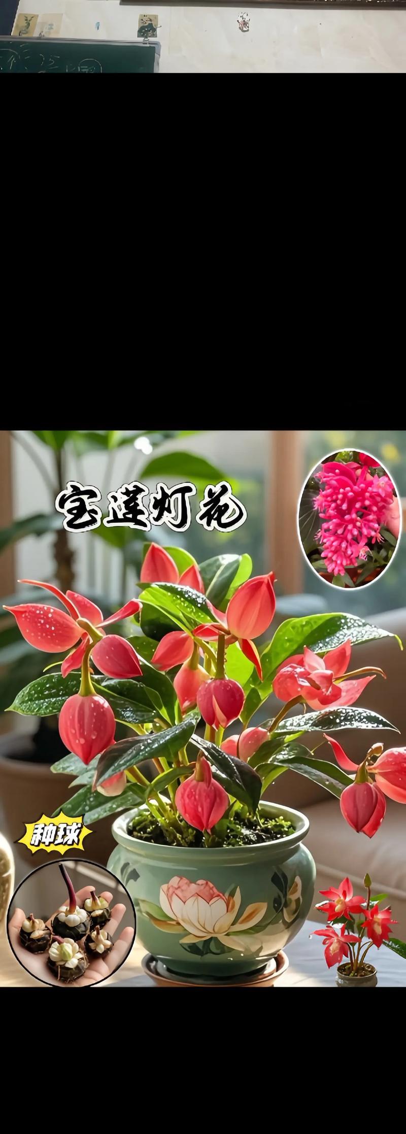 哪种花卉的花期最长？